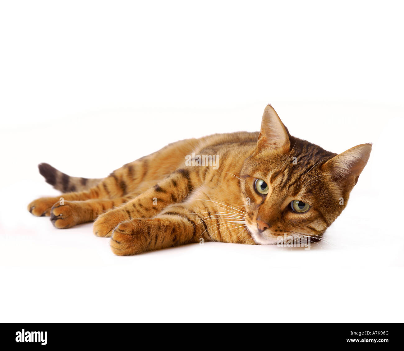 Eine inhaltliche bengalische Hauskatze lag auf der Seite auf weißem Hintergrund Stockfoto