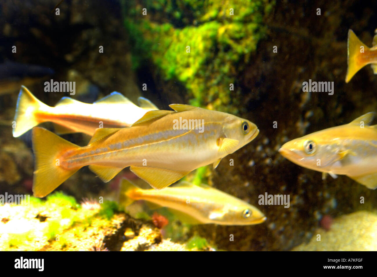 Dorade Unterwasser Stockfoto