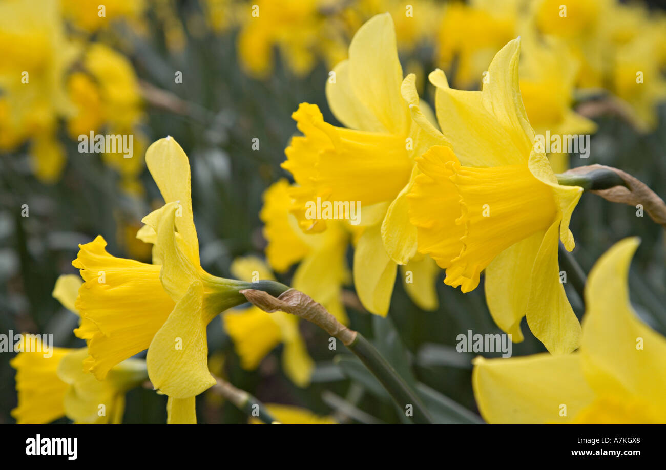 Gelbe Narzissen in Nahaufnahme Wales UK Stockfoto