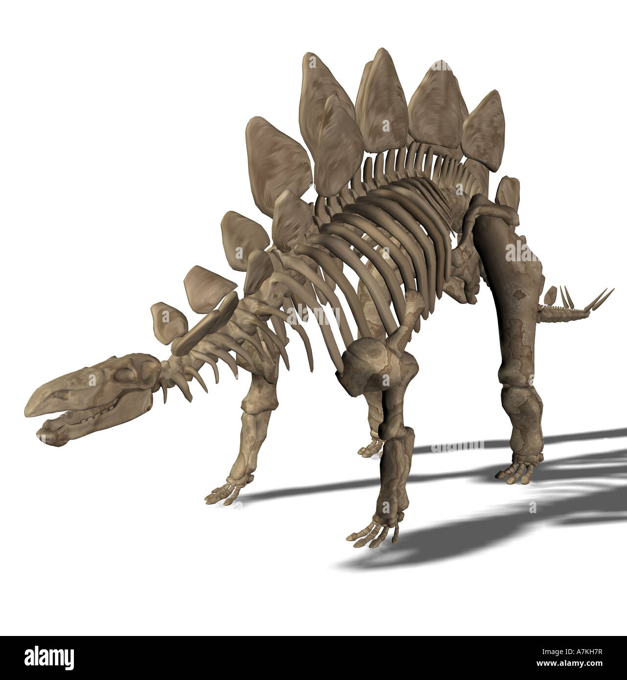 Stegosaurus Dinosaurier-Skelett Stockfoto