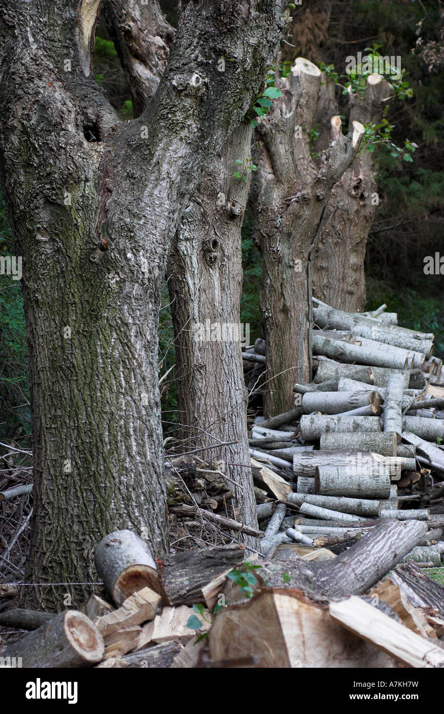 Baum-Brennholz Stockfoto