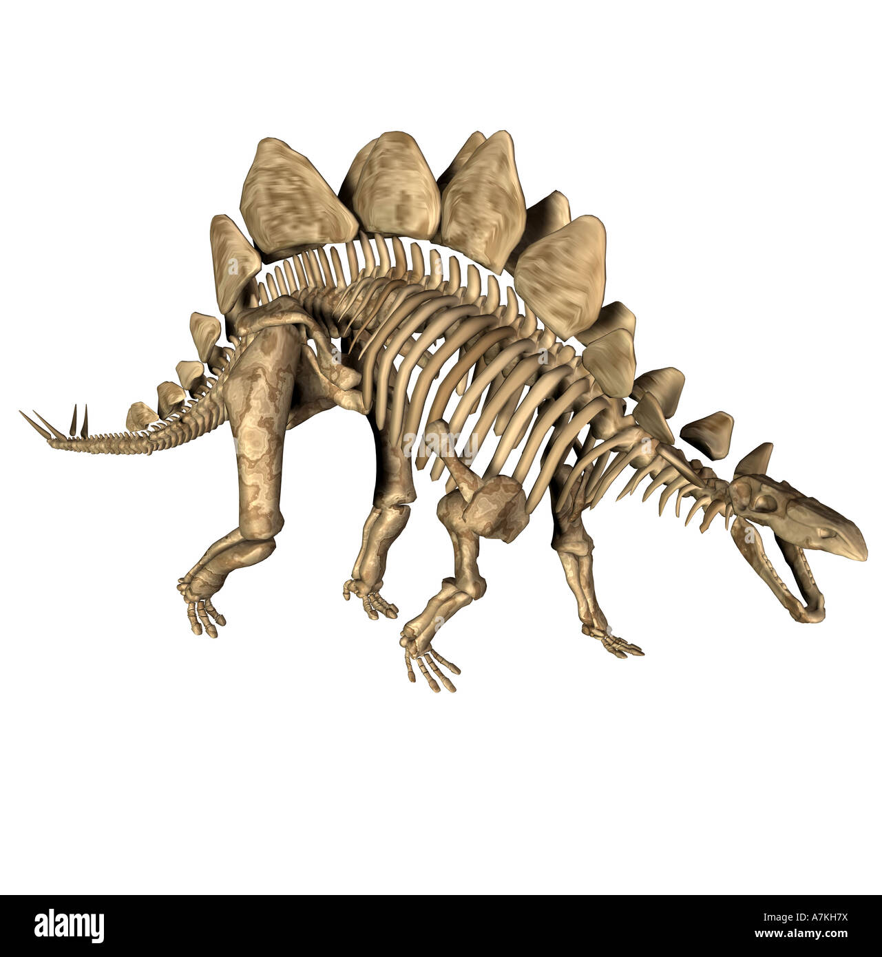 Stegosaurus Dinosaurier-Skelett Stockfoto