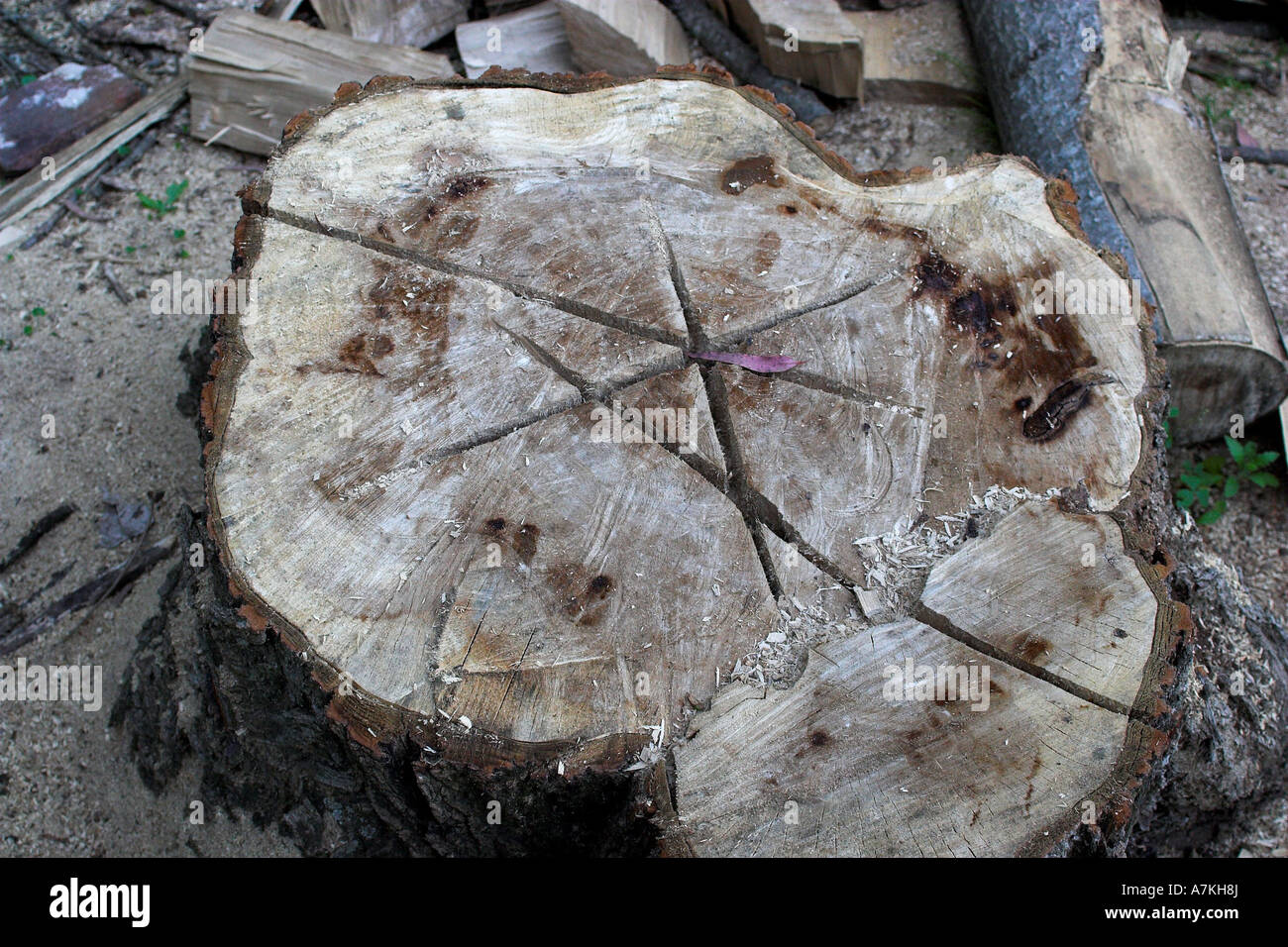Log-Schnitt Stockfoto