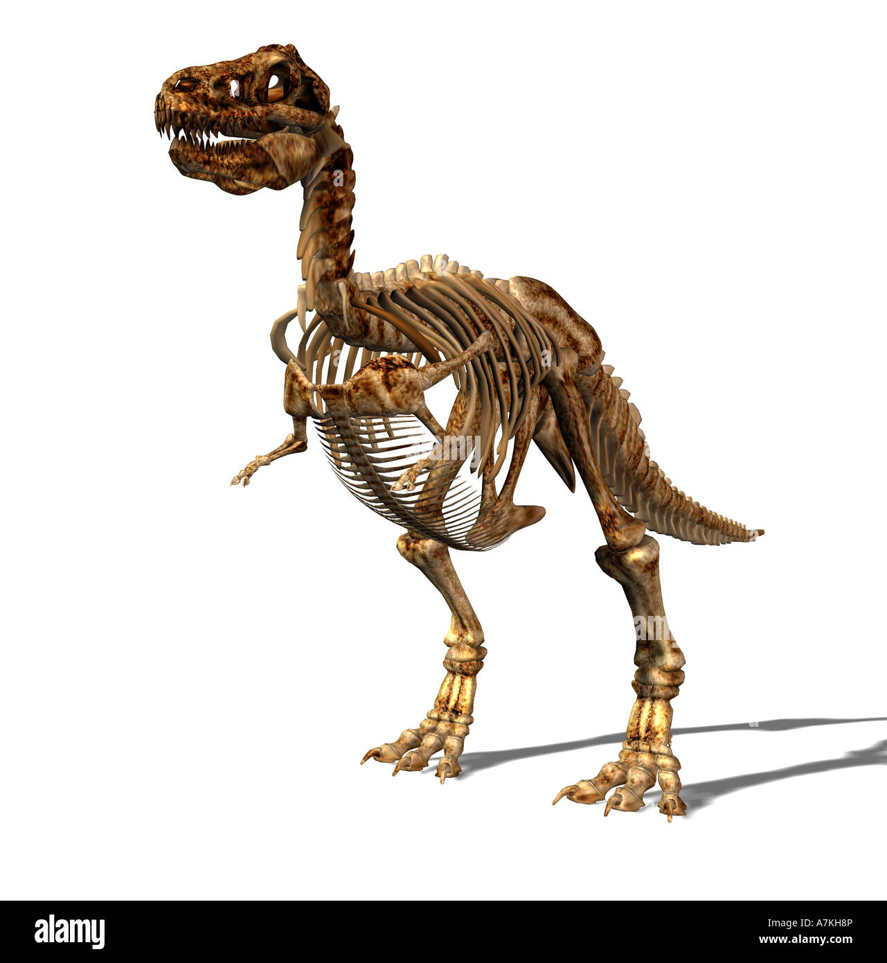 Tyrannosaurus Rex Dinosaurier-Skelett Stockfoto