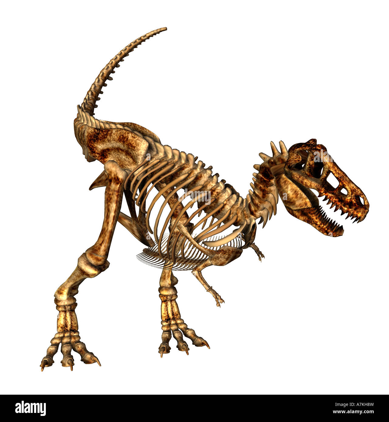 Tyrannosaurus Rex Dinosaurier-Skelett Stockfoto