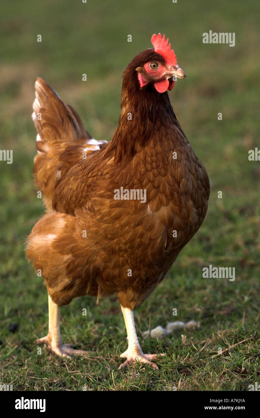 Freie Auswahl-Henne Stockfoto