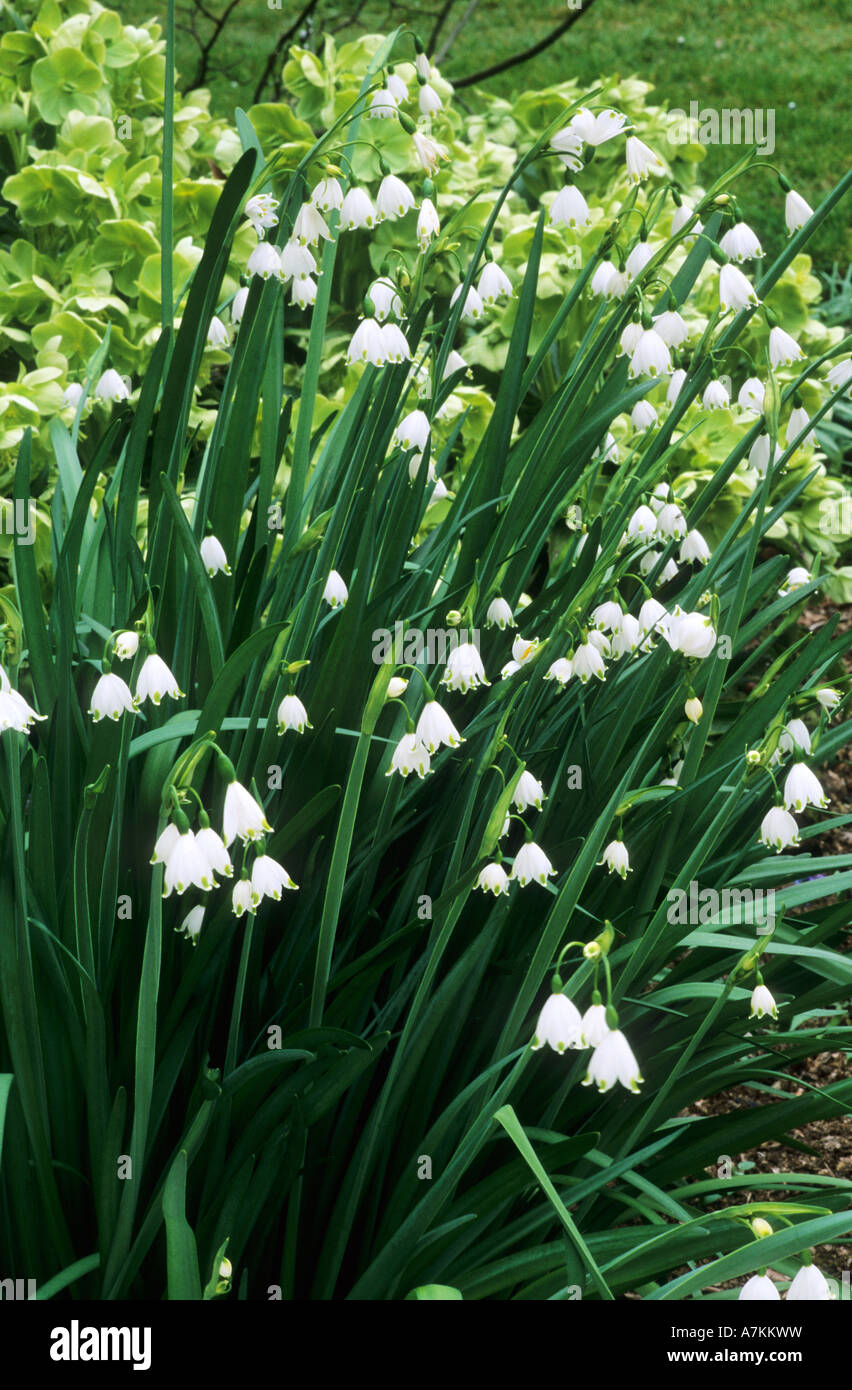 Leucojum Aestivum Gravetye Giant April Vollpflanzen Stockfoto