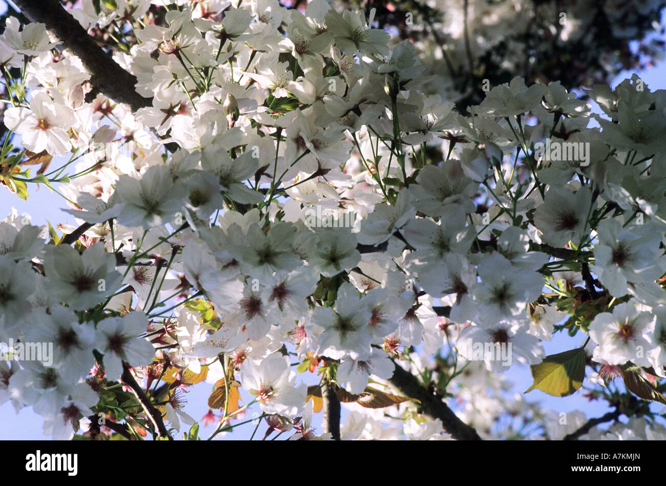 Prunus Taihaku Stockfoto