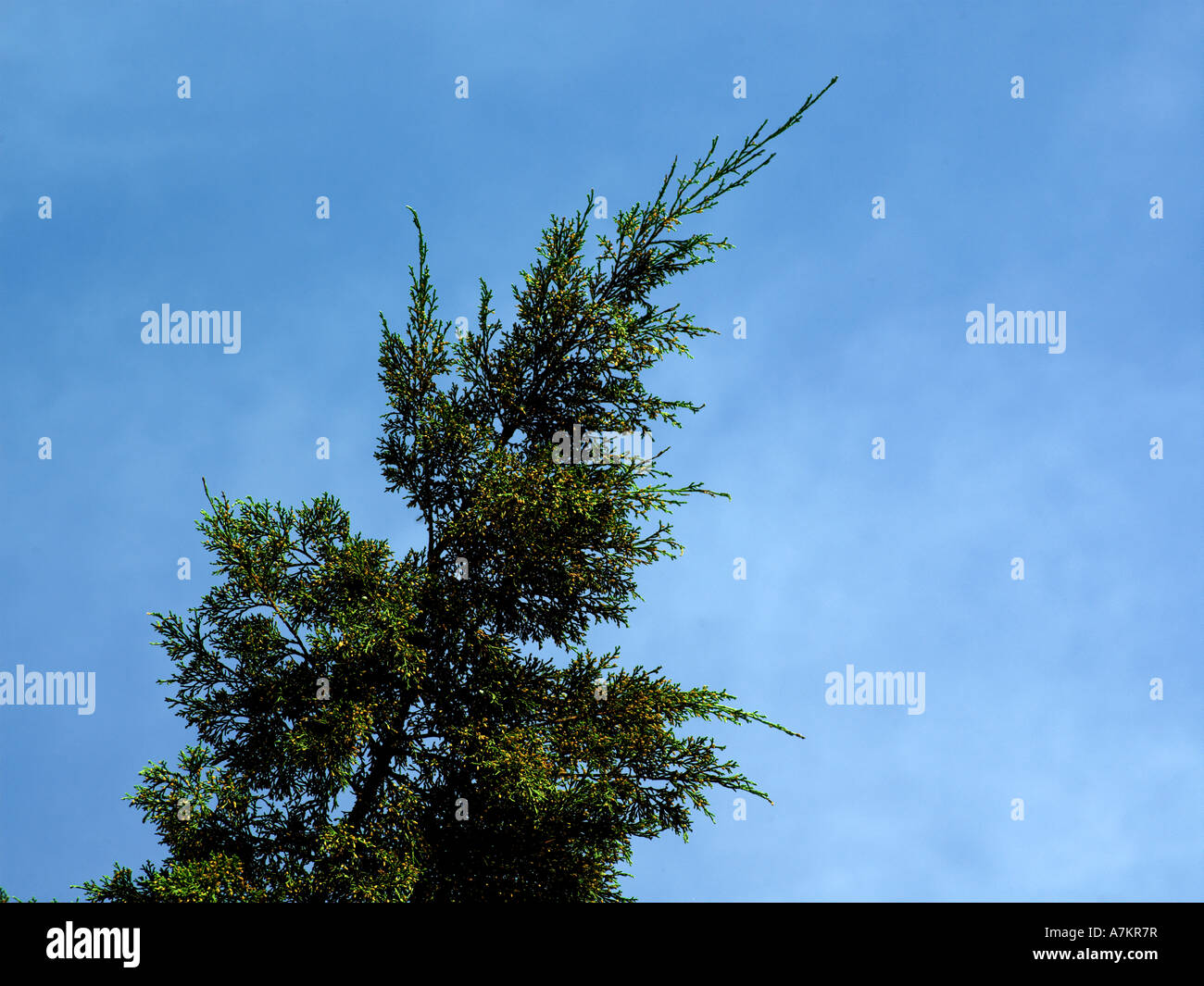 Juniperus Virginiana Glauca Stockfoto