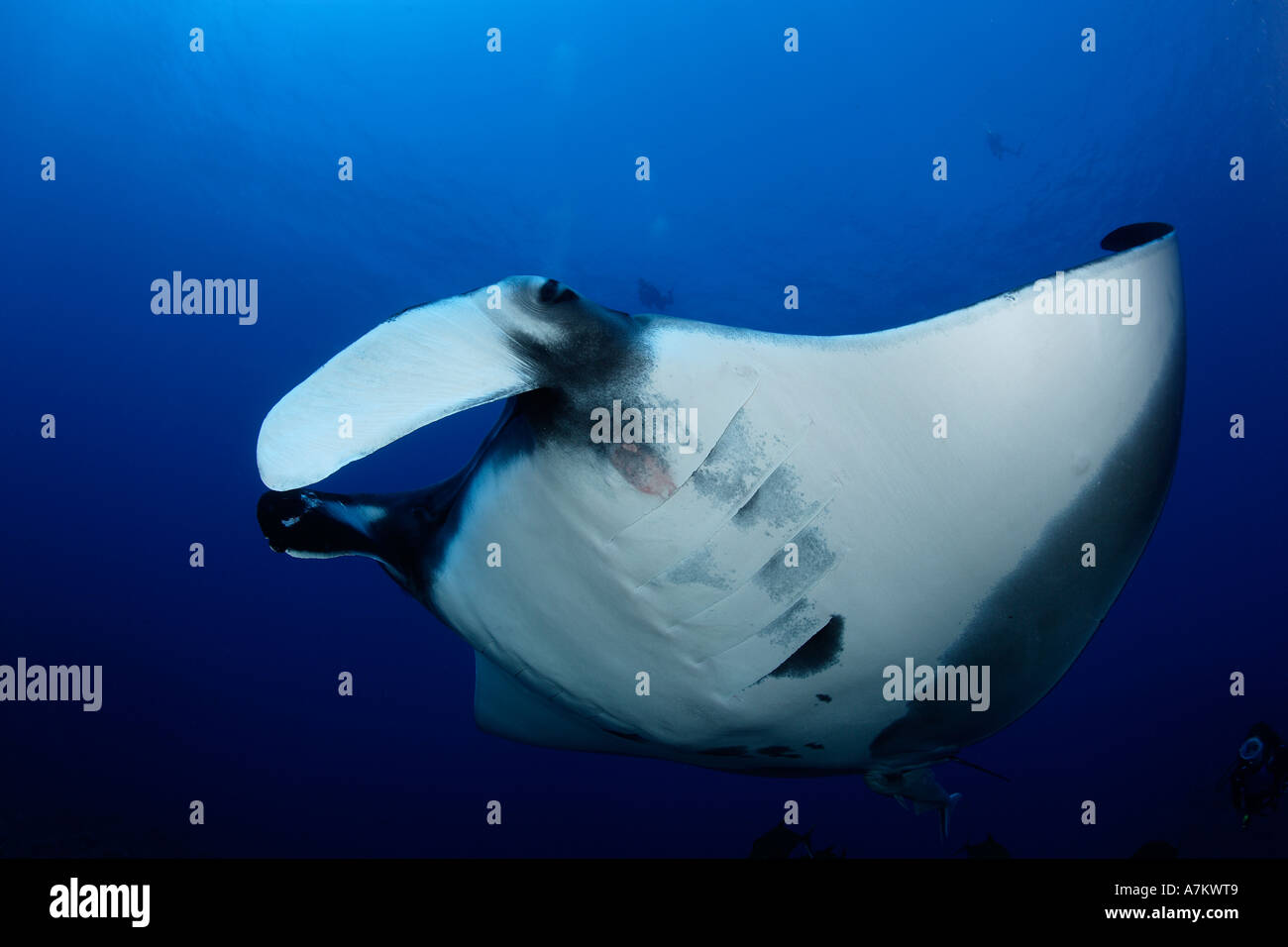 Manta Ray-Manta Birostris Mexico San Benedicto Revillagigedo Socorro Inseln East Pacific Ocean Stockfoto