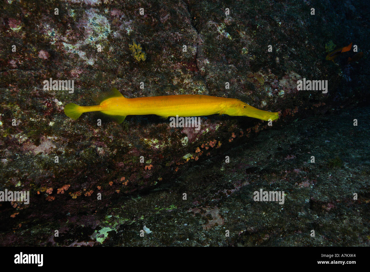Trumpetfish Aulostomus Chinensis Mexico San Benedicto Revillagigedo Socorro Inseln East Pacific Ocean Stockfoto
