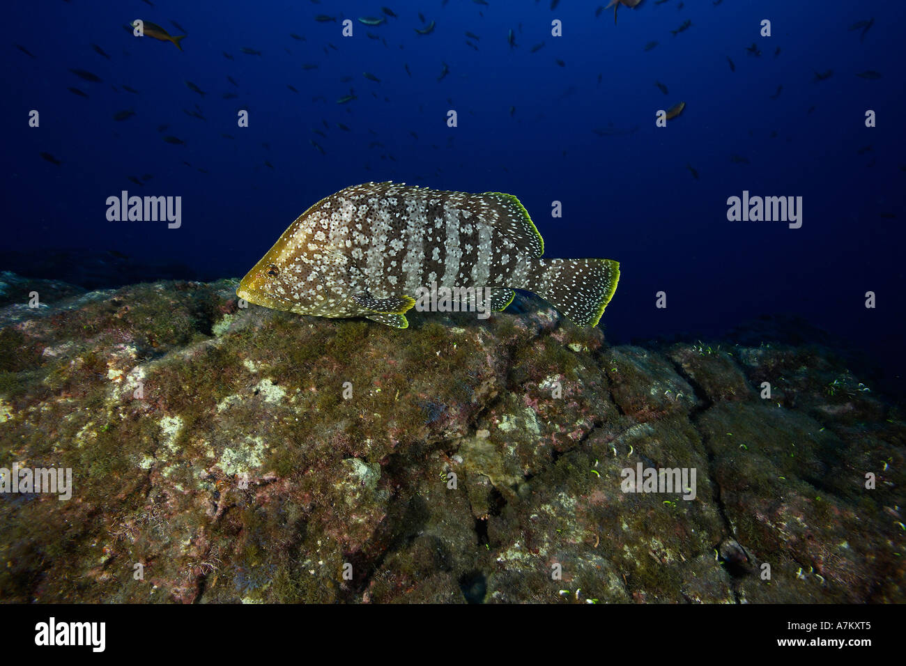 Leder Bass Dermatolepis Dermatolepis Mexico San Benedicto Revillagigedo Socorro Inseln East Pacific Ocean Stockfoto