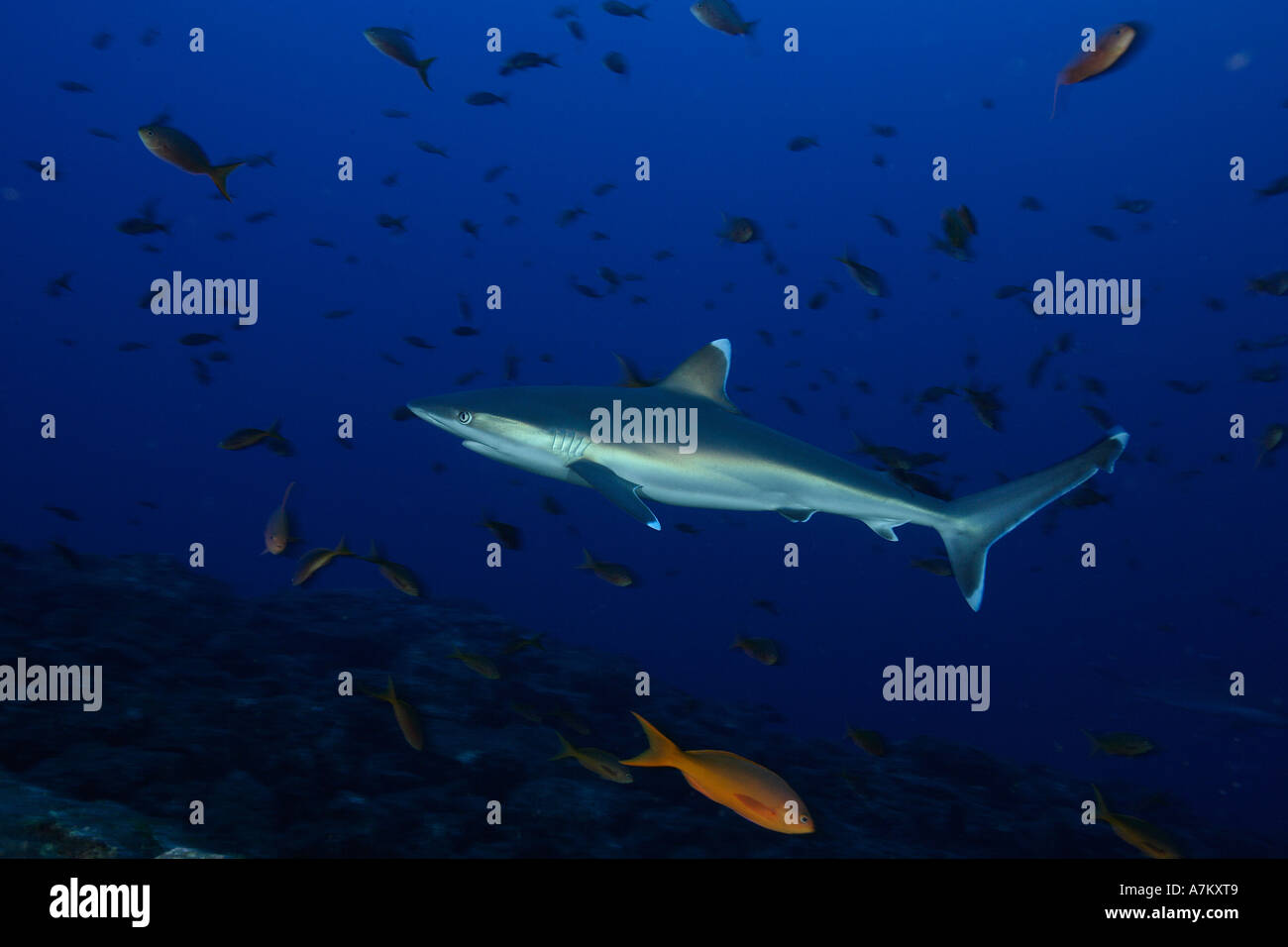 Silvertip Shark Carcharhinus häufig Mexico San Benedicto Revillagigedo Socorro Inseln East Pacific Ocean Stockfoto