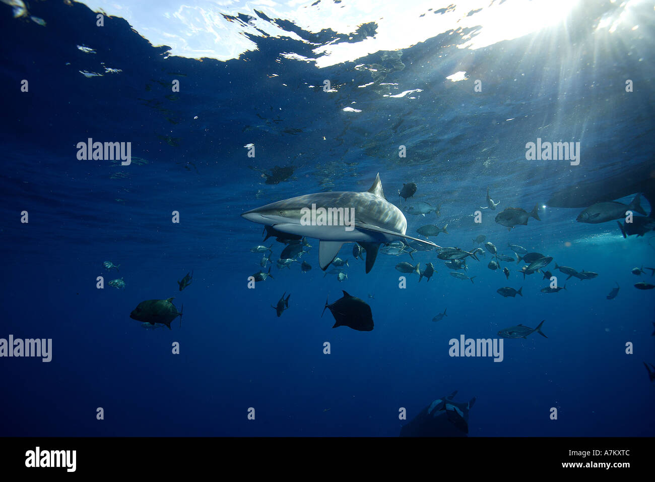 seidige Hai Carcharhinus Falciformis Mexico San Benedicto Revillagigedo Socorro Inseln East Pacific Ocean Stockfoto