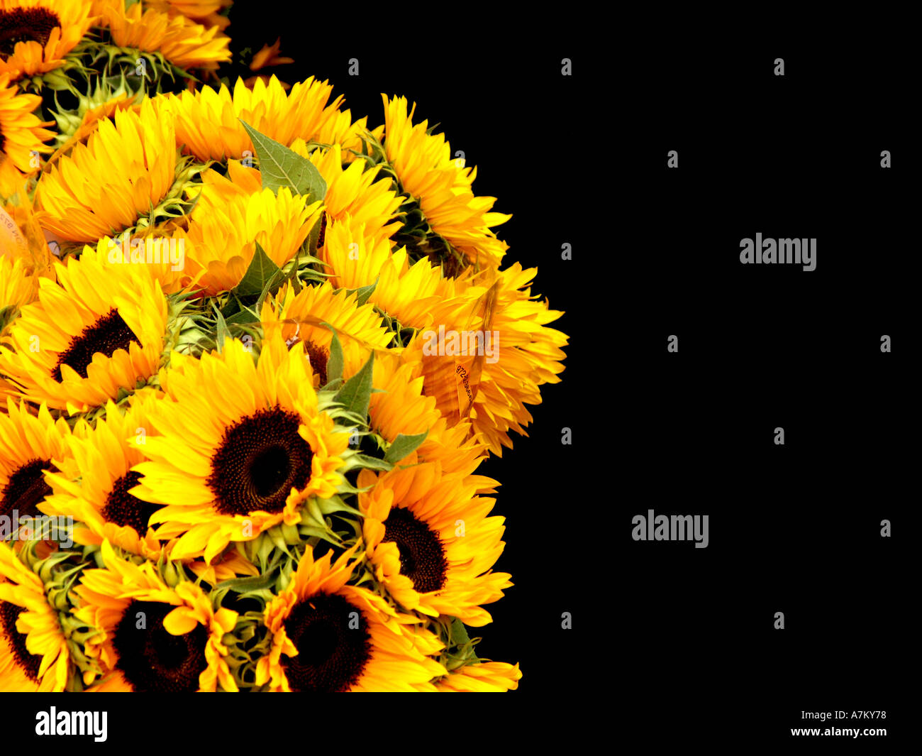 Reihe von Sonnenblumen Bloooms vor schwarzem Hintergrund Stockfoto