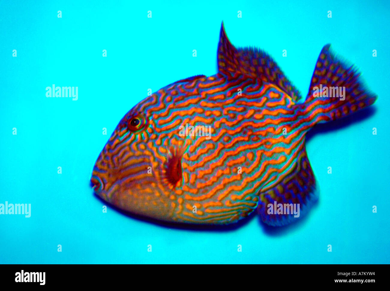 Puzzle-Trigger-Fische (Pseudobalistes Fuscus) Stockfoto