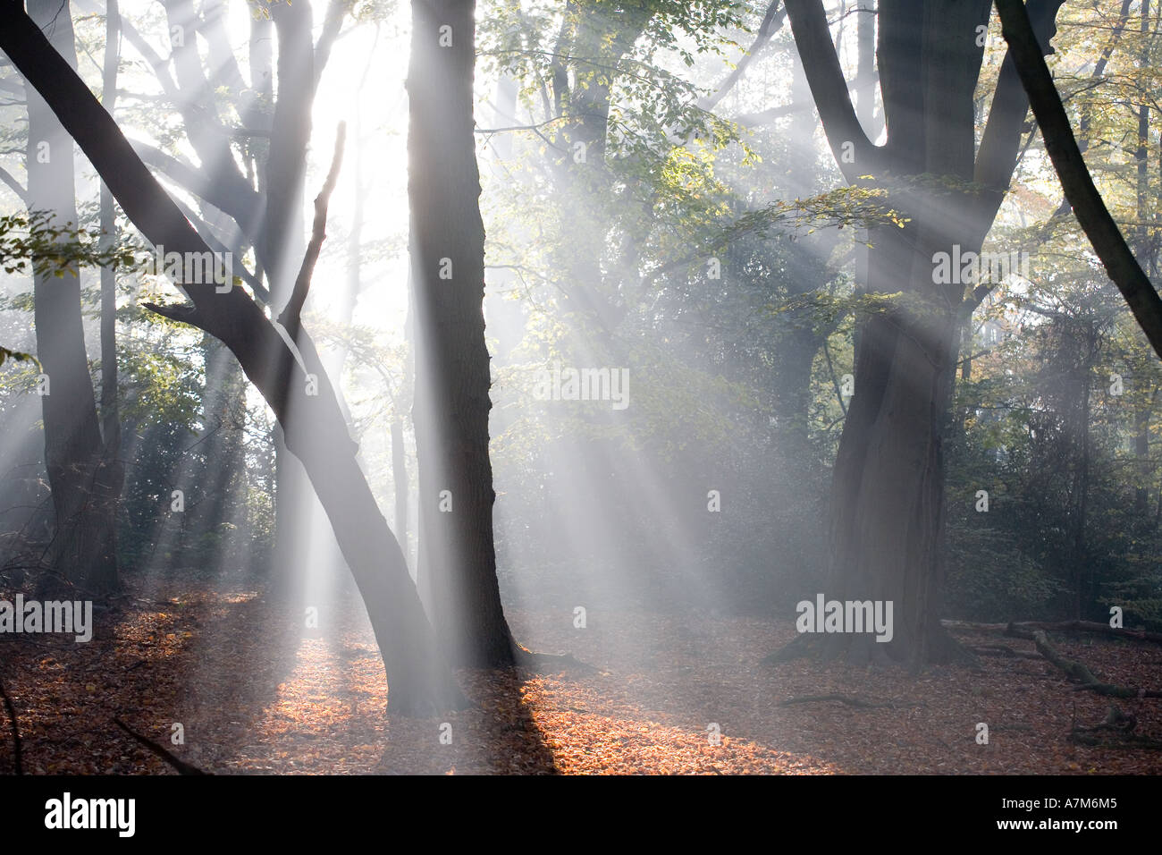 Am frühen Morgensonne und Nebel am Hanbury Woods Worcestershire UK Stockfoto