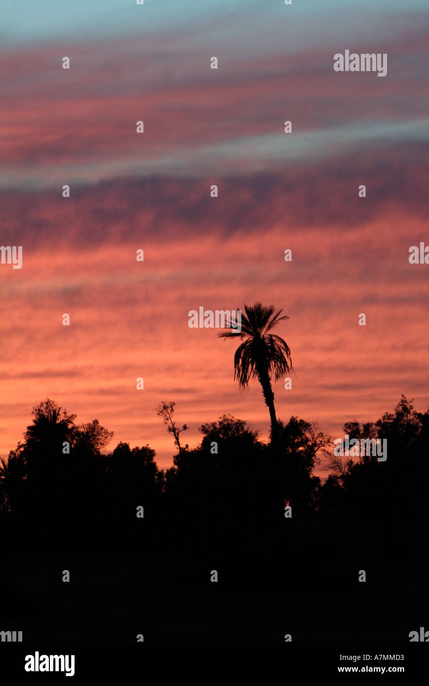 Sonnenuntergang über Palmen in der Sahara Wüste, Libyen Stockfoto
