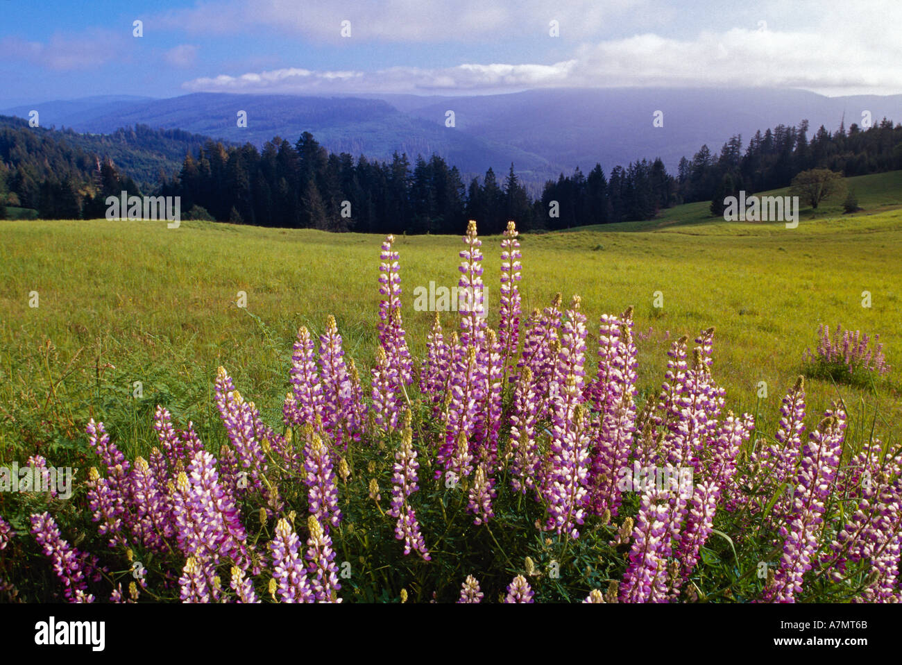 Blau-Pod Lupine in voller Blüte, Oregon. Stockfoto