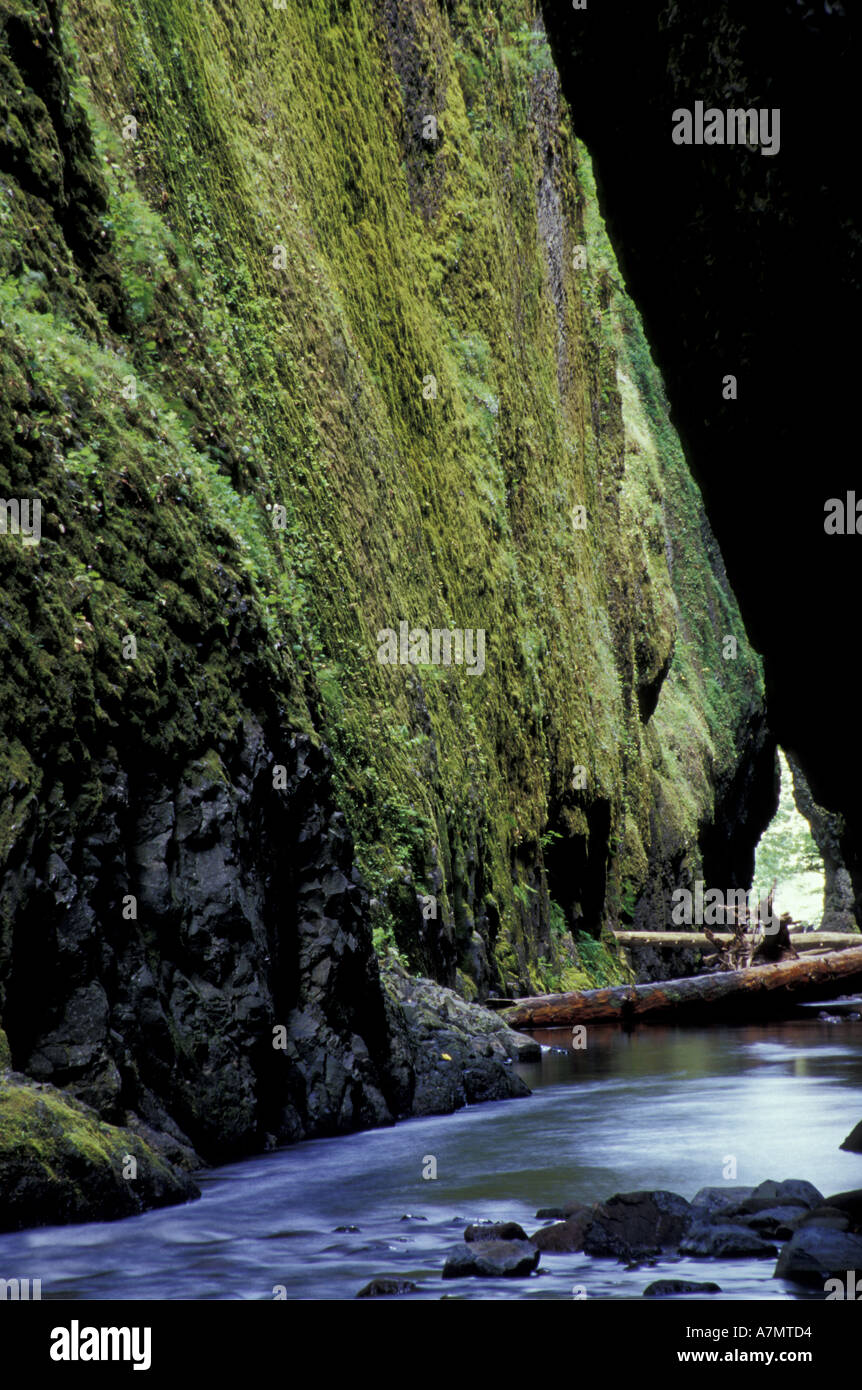 Nordamerika, USA, Oregon, Columbia River Gorge National Scenic Area. Oneonta Creek fließt durch die Oneonta Schlucht Stockfoto