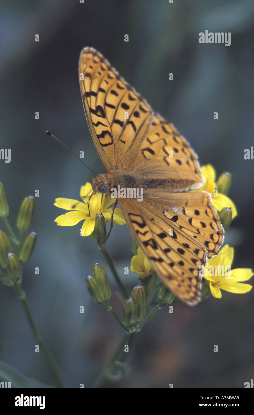 USA, Oregon, Steens Mountain, Callippe Fritillary (Speyeria Callippe) auf Falken Bart Stockfoto