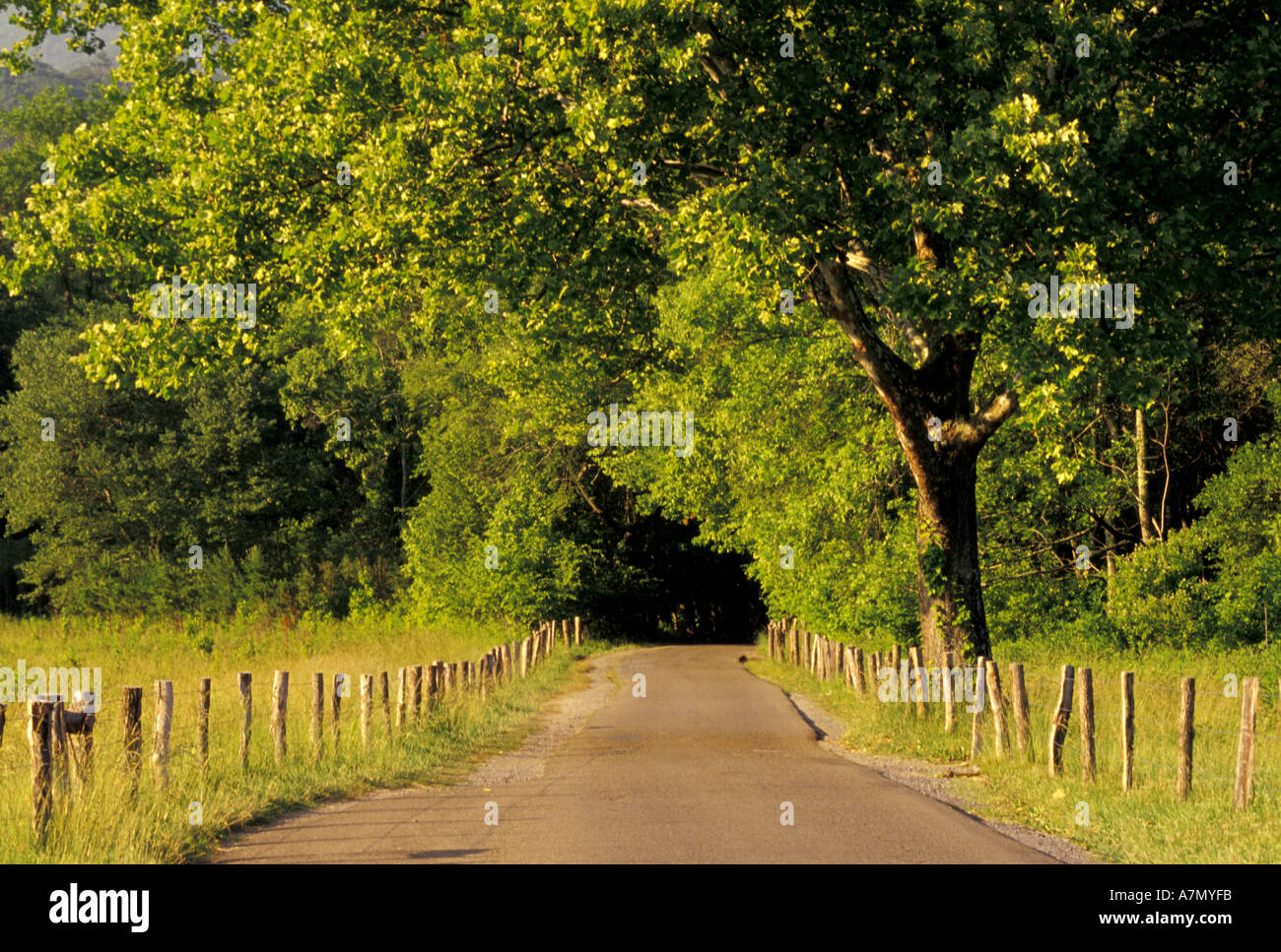 NA, USA, Tennessee, Great Smoky Mountains NP, Rundweg, Cades Cove Stockfoto