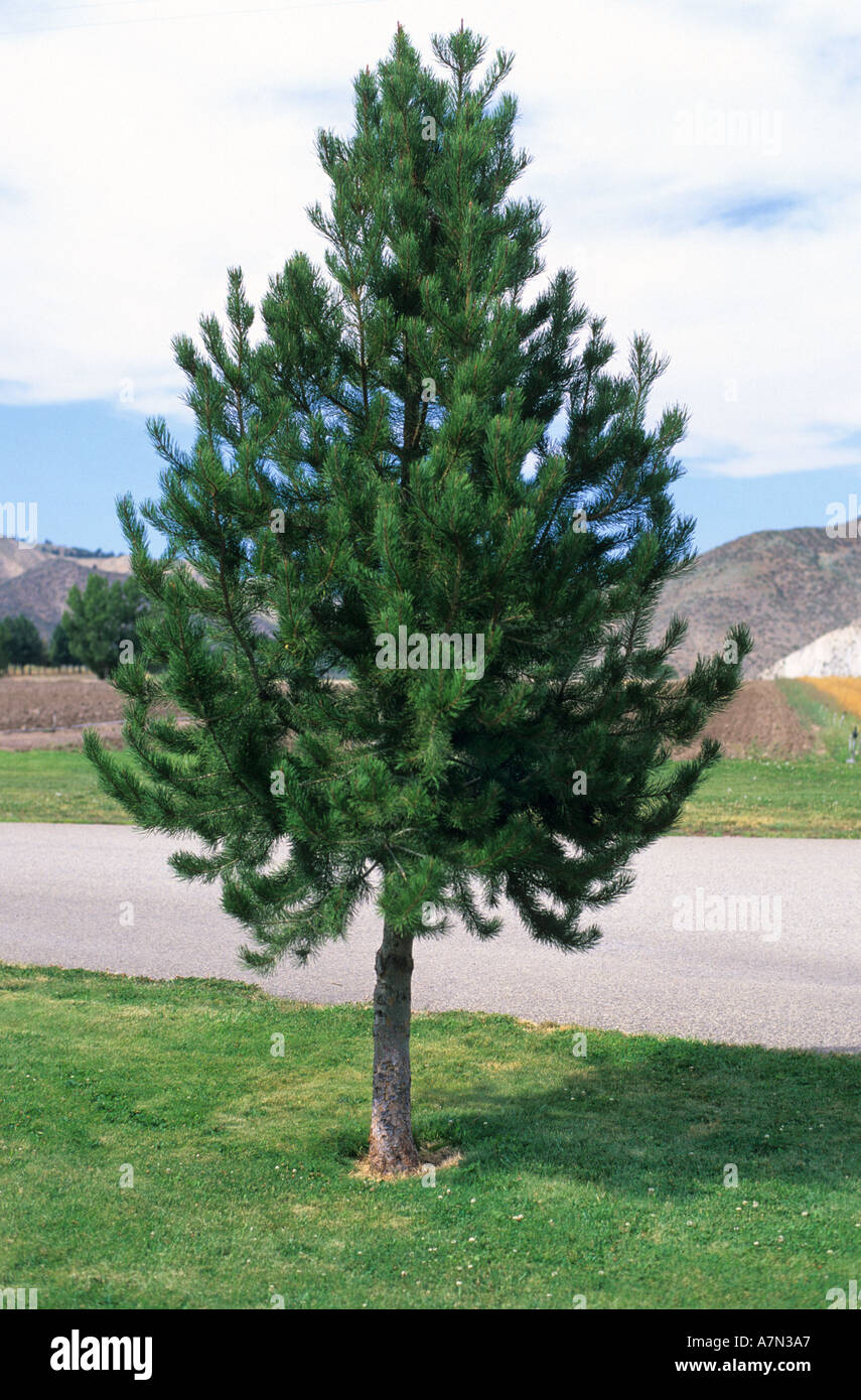 Eine zehn Jahre alte Drehkiefern zehn Jahre alten Lodgepole Pine Baum Forstwirtschaft Lodge polig Stockfoto