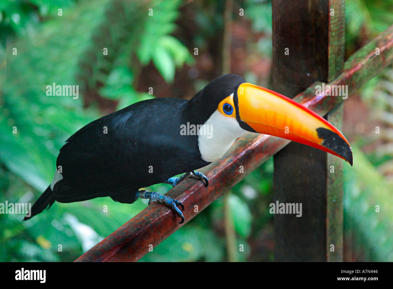 Brasilien Birdpark in der Nähe von Iguazu fällt Ramphastos Toco Riesentukan Stockfoto