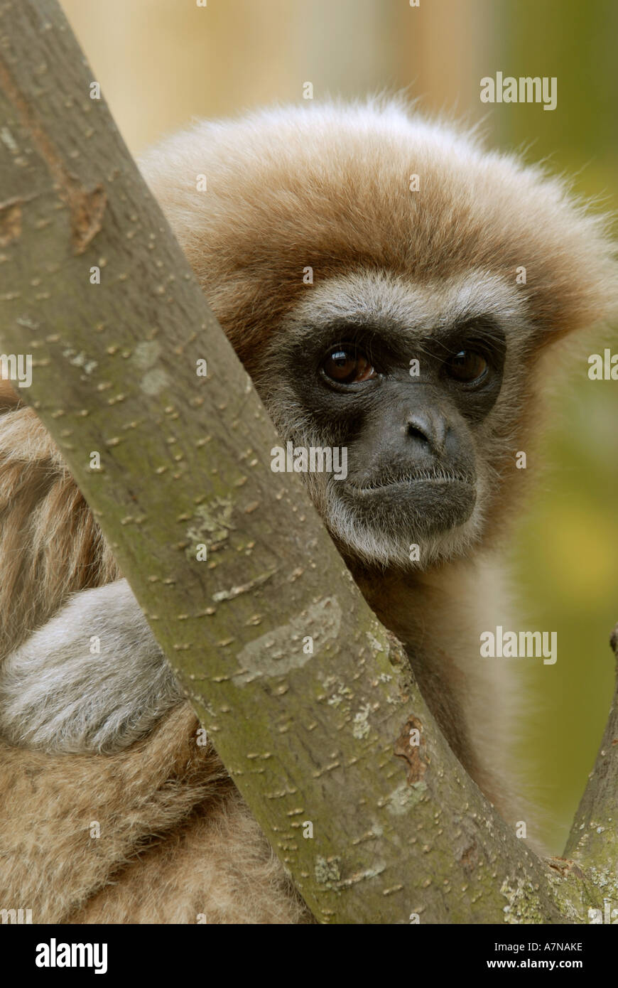 Weiß - übergeben oder LAR GIBBON Hylobates lar Stockfoto