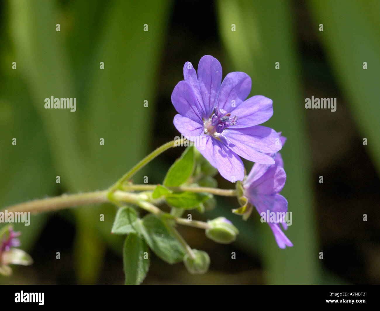 Hecke des Krans-Bill, Geranium pyrenaicum Stockfoto