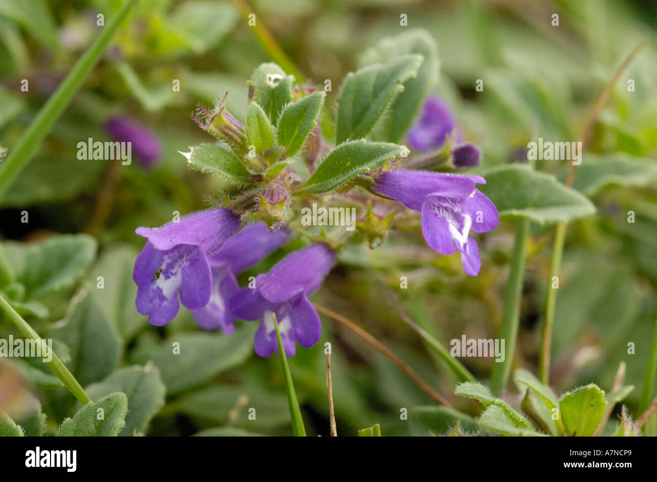 Basilikum, Thymian, Clinopodium acinos Stockfoto
