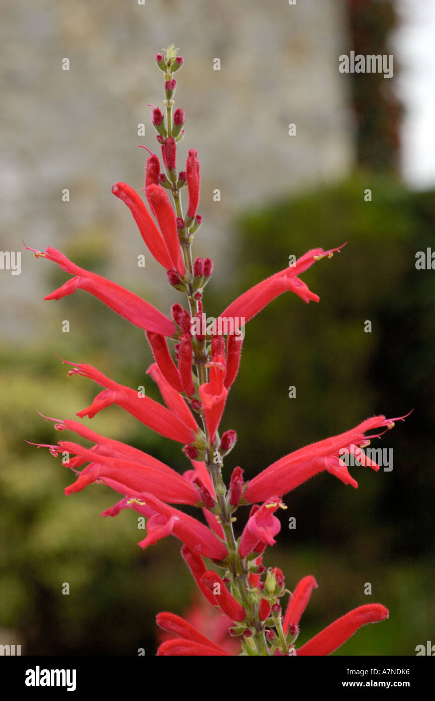 Ananas-Salbei, Salvia elegans Stockfoto