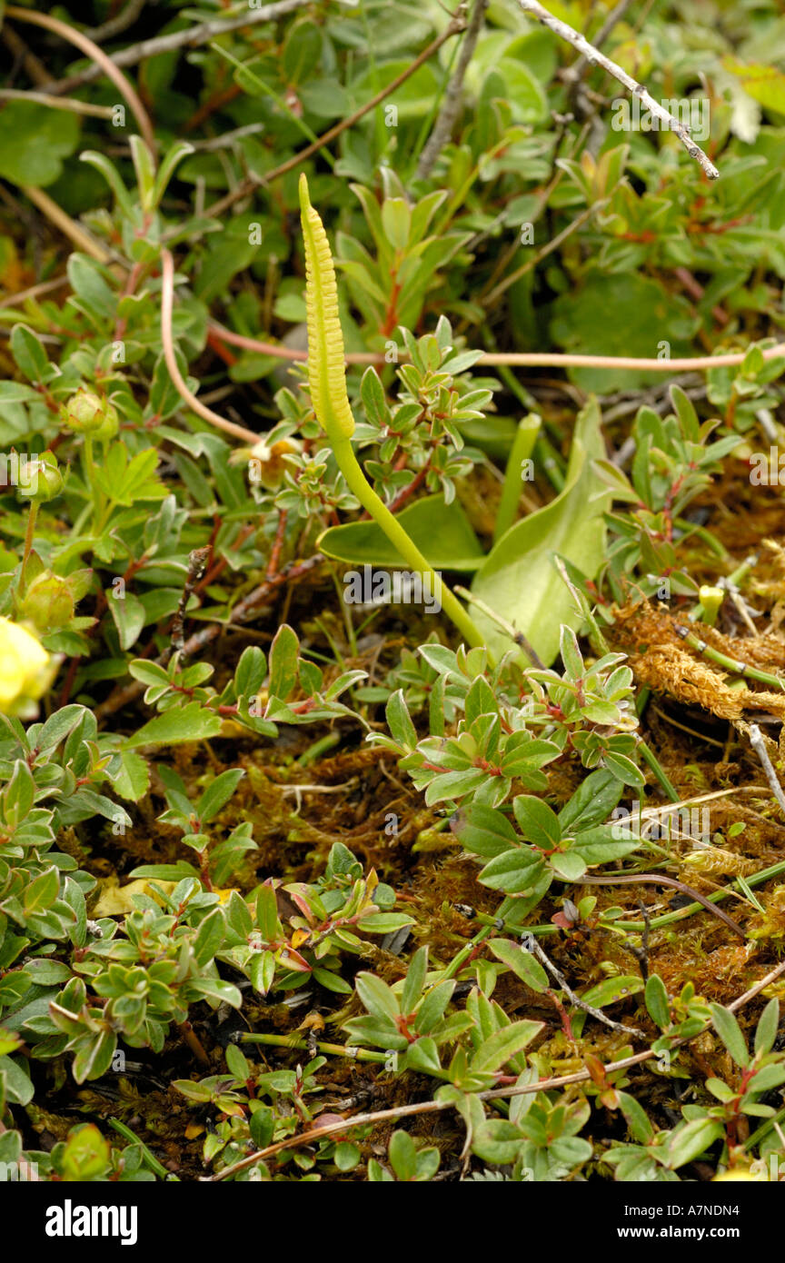 Adder's-Tongue, Ophioglossum vulgatum Stockfoto