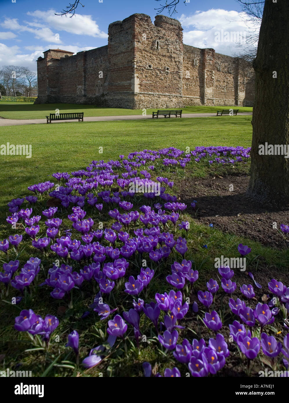 Colchester Schlosspark in Britains älteste Stadt Frühling Krokus aufgezeichnet Stockfoto