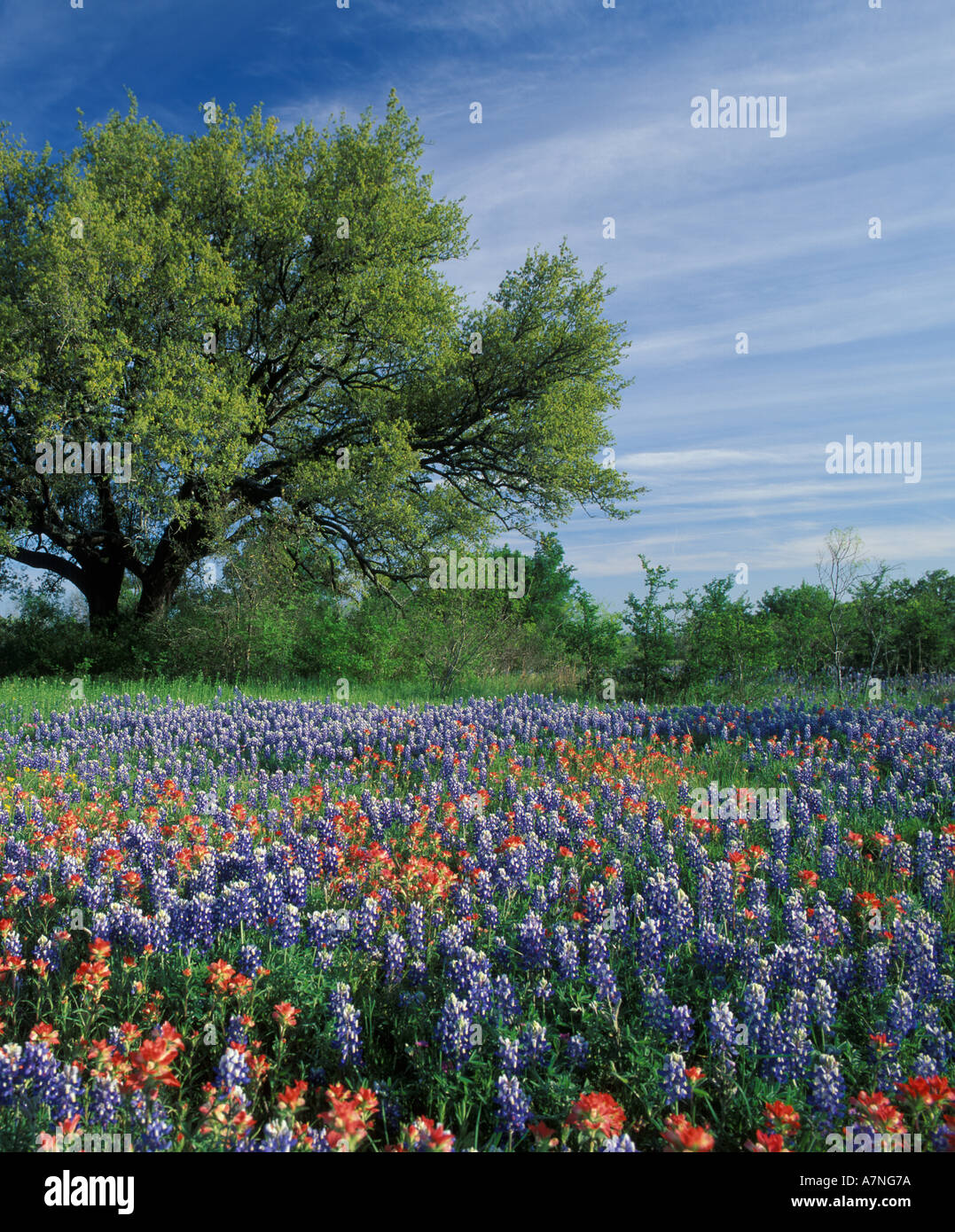 Nordamerika, USA, Texas, Hill Country, Texas, Pinsel und Kornblumen Stockfoto