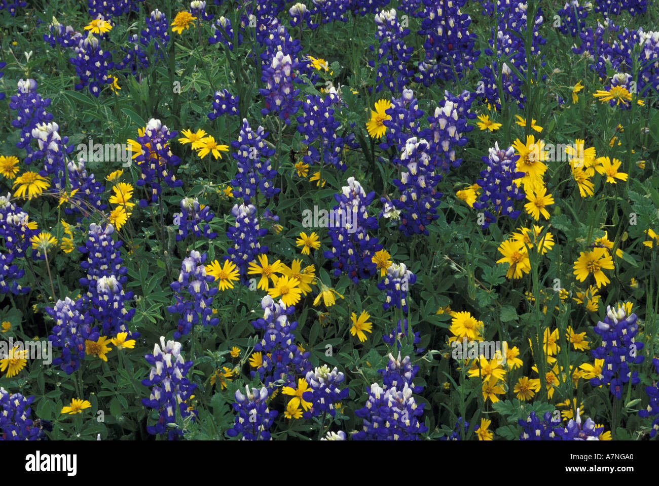 N.A, USA, Texas, Marble Falls, blaue Mützen und Coreopis Stockfoto