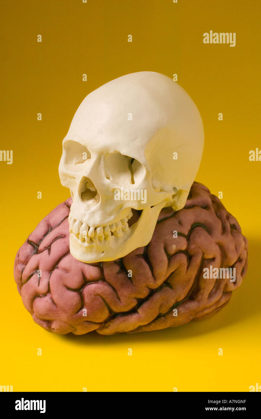Menschlicher Schädel sitzt auf Gehirn Stockfoto