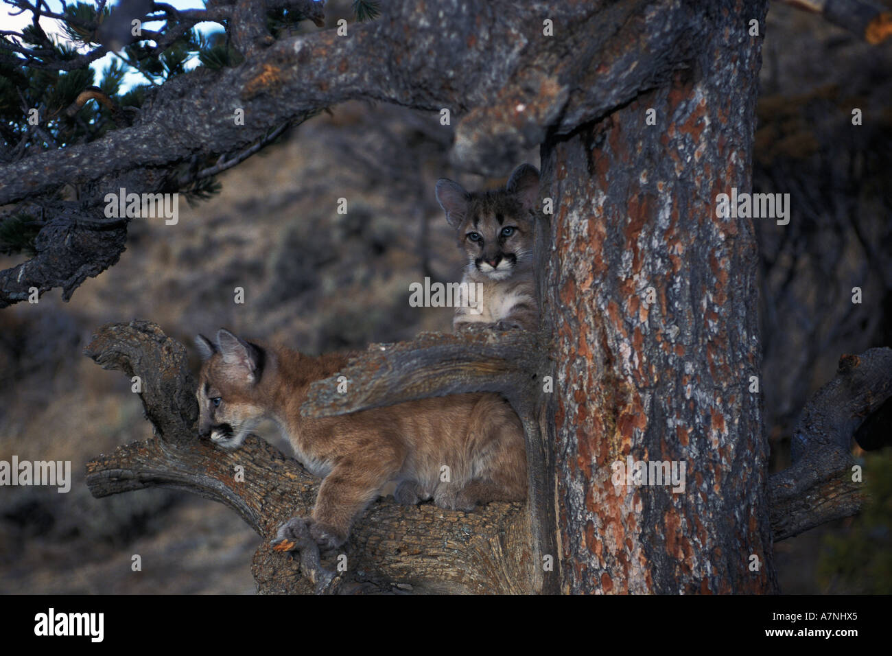 TWP 4 Monat alt Berglöwe Kätzchen im Baum Bridger Mountains in der Nähe von Bozeman Montana Stockfoto