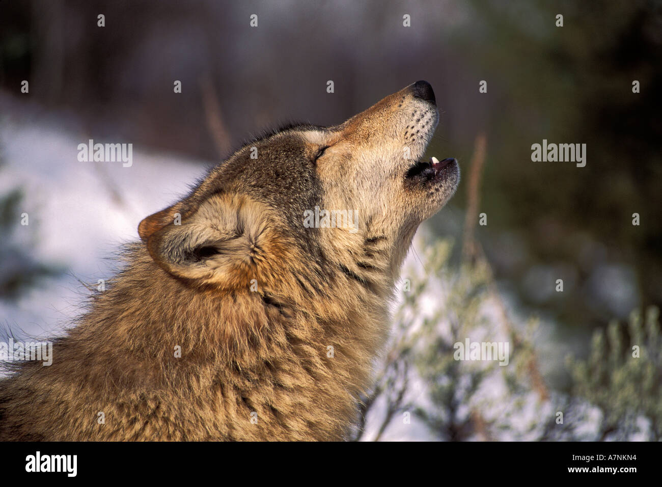 Grauer Wolf Canis Lupus sitzen im Schnee Heulen im Wald Bridger Mountains Bozeman Montana Gefangene Tier auf der Wildfarm Stockfoto