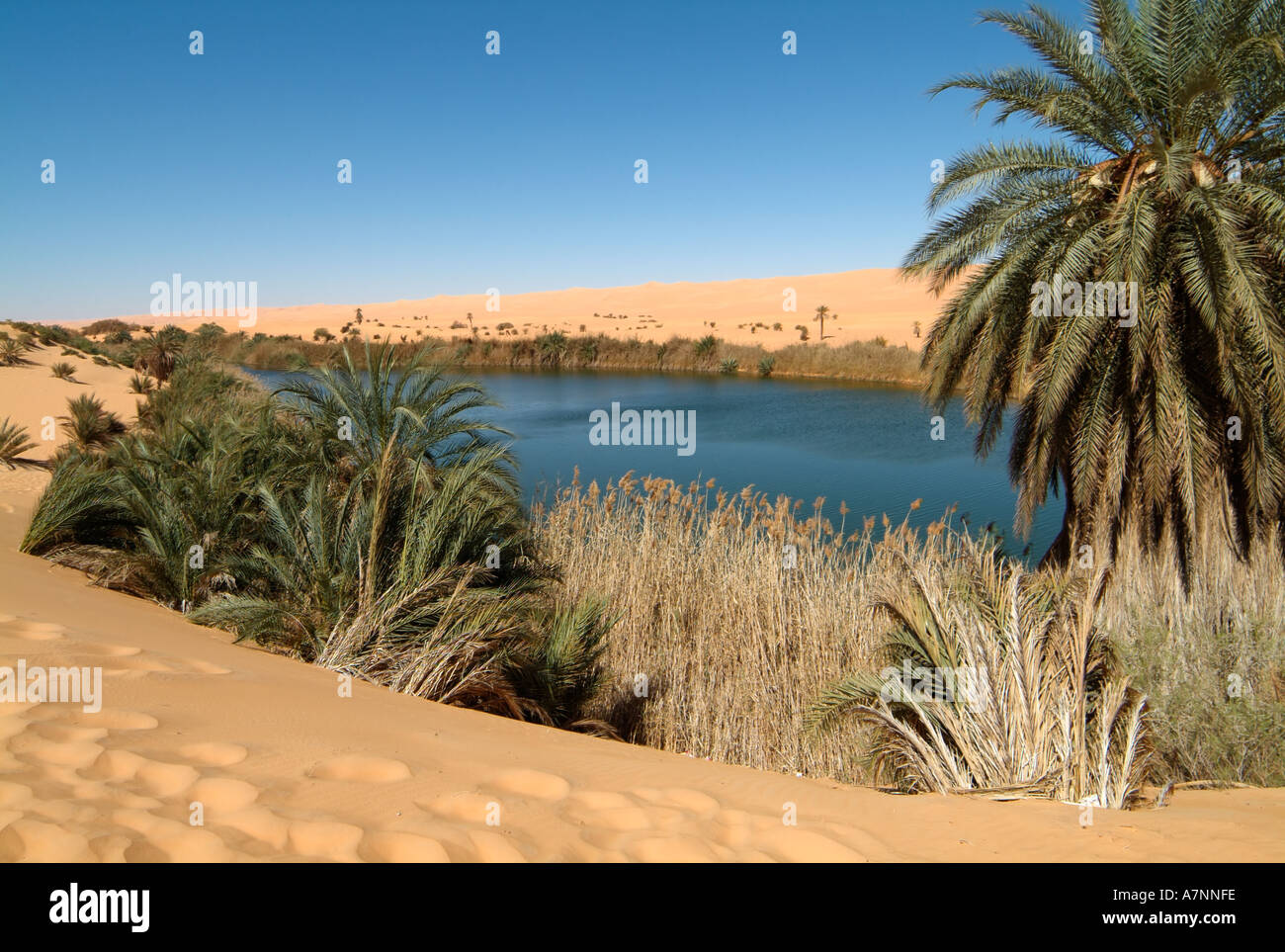 MAVO See (Ubari Seen), Oase am Meer Idehan Ubari Sand, Sahara Wüste, Libyen Stockfoto