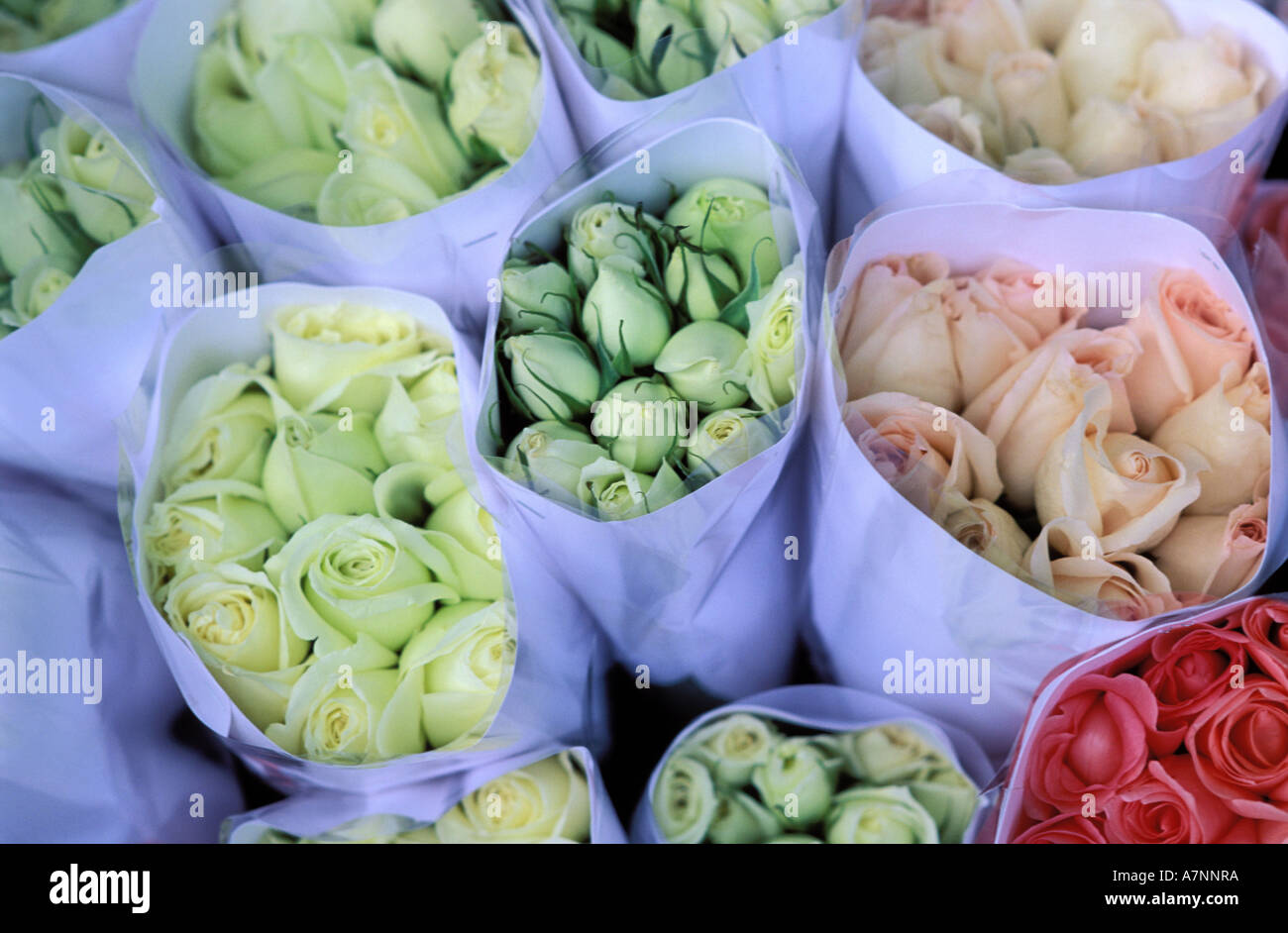 China, Hongkong, Kowloon, Mongkok Bezirk Blume Stadtmarkt Stockfoto