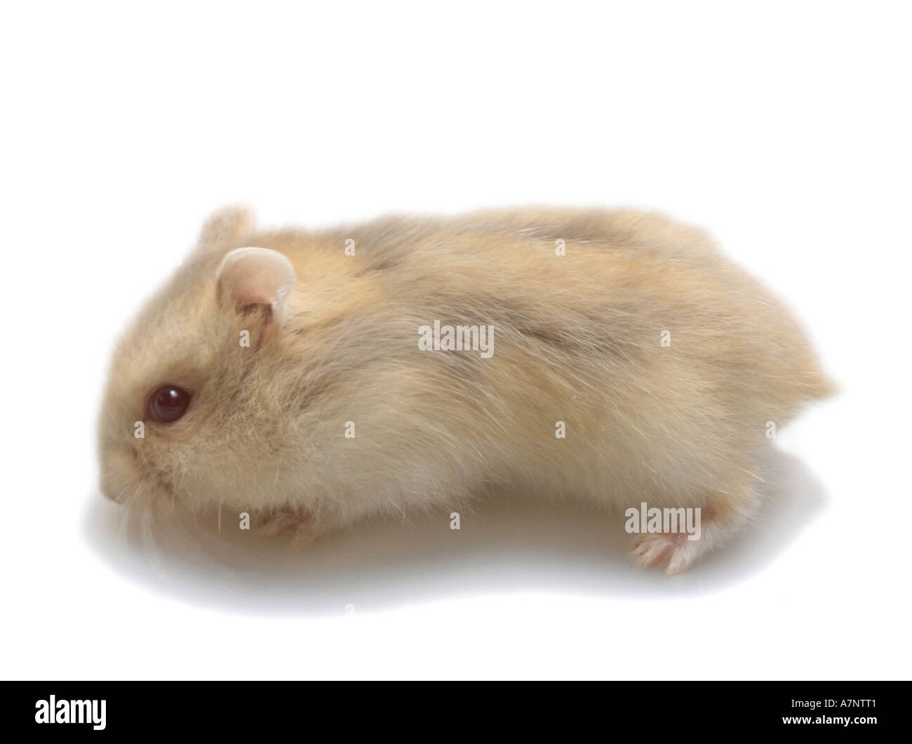 gestreifte hairy-footed Hamster, Dzungarische Hamster (Phodopus Sungorus), Jungtier Stockfoto