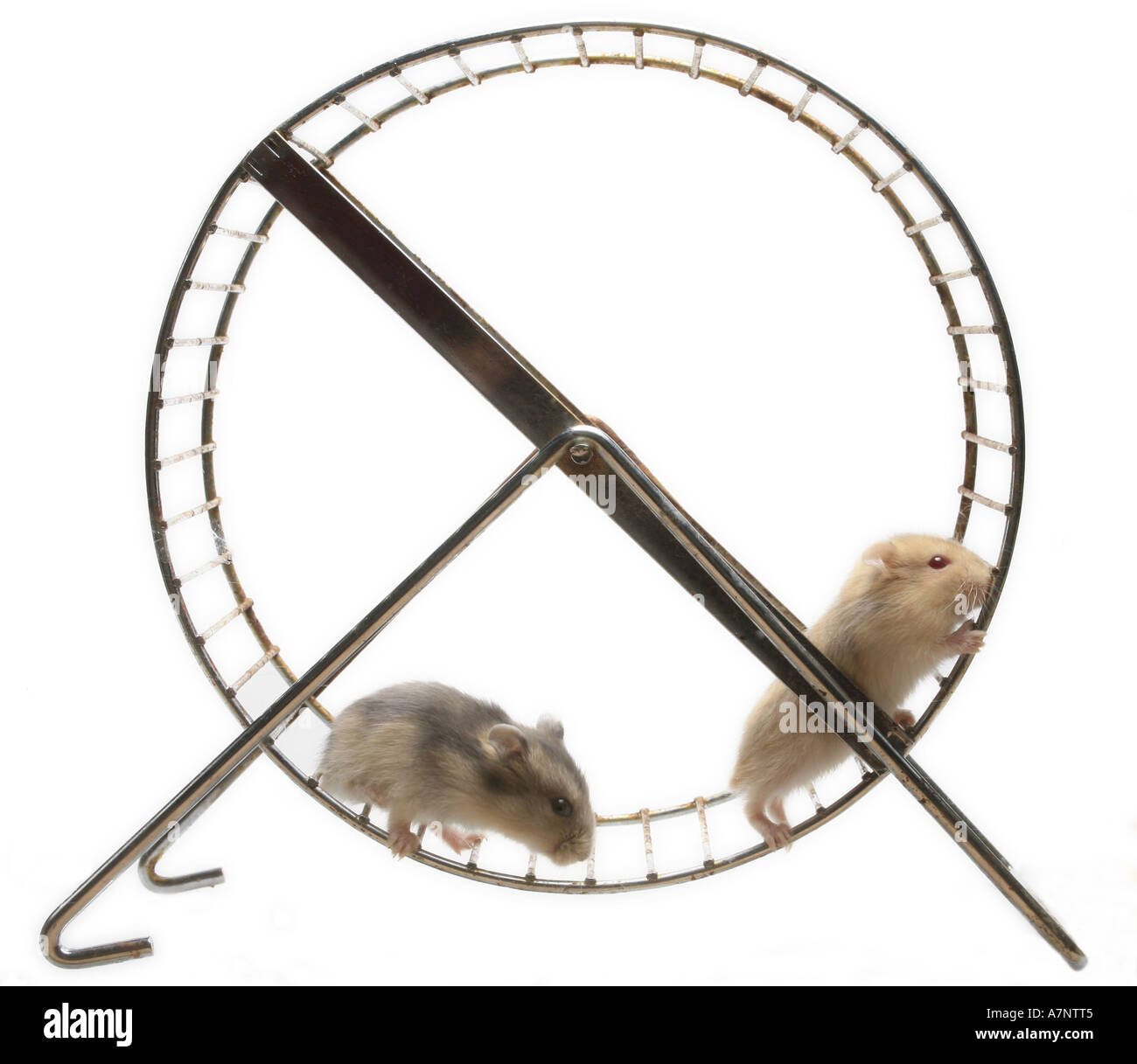 Hamster Wheels Stockfotos und -bilder Kaufen - Alamy