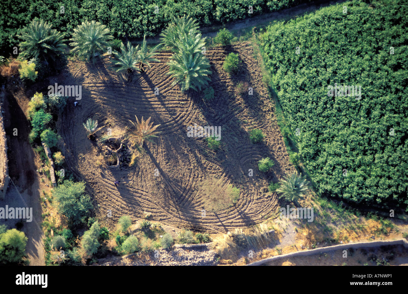 Ägypten, Luxor, landwirtschaftliche Felder (Luftbild) Stockfoto