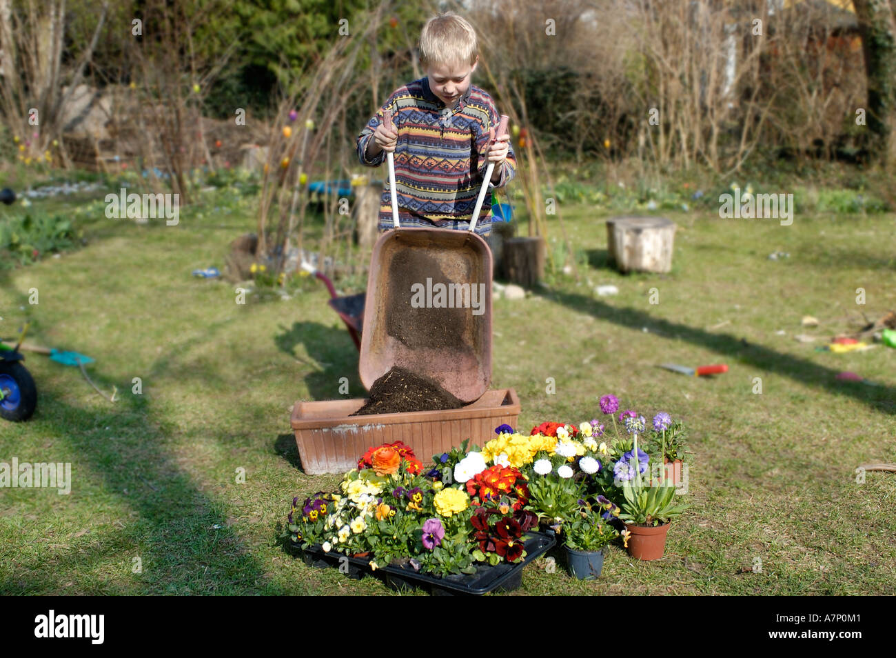 Sieben Jahre alter Junge drückt eine Schubkarre mit Terra Blumen im Frühjahr gepflanzt Stockfoto
