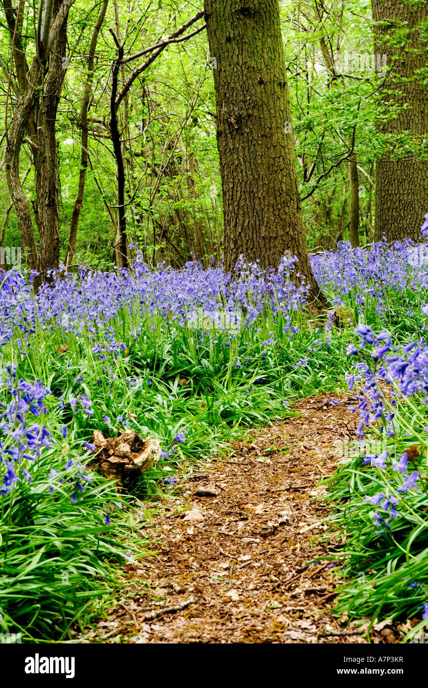 Glockenblumen in Hagbourne Wäldchen, Swindon, Wiltshire, England, UK Hyacinthoides non-Scripta auch bekannt als Wild Hyazinthe Stockfoto