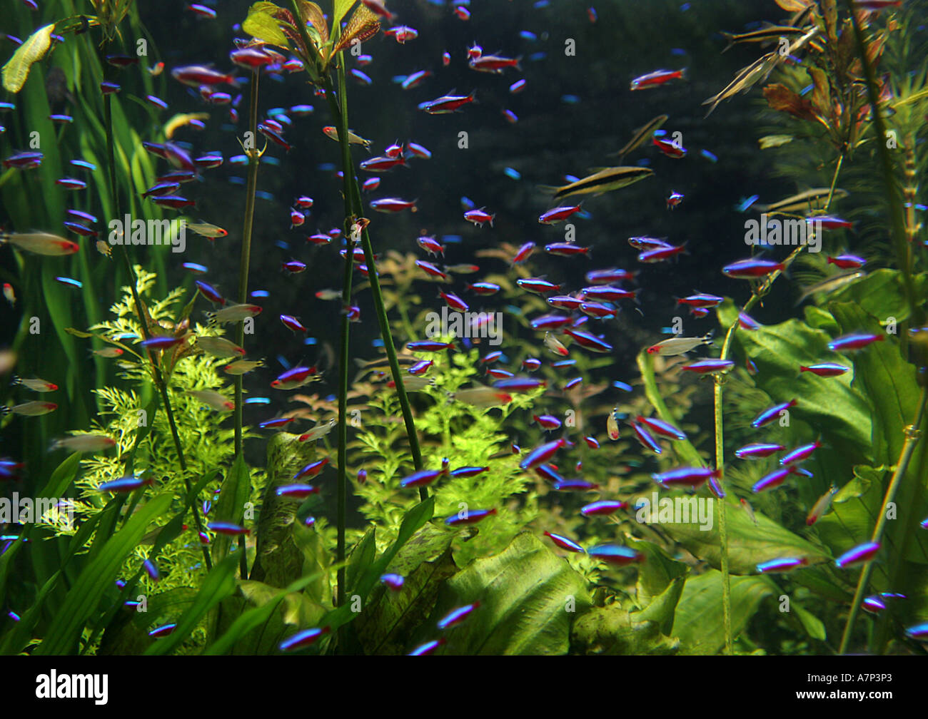Kardinal Tetra (Cheirodon Axelrodi, Paracheirodon Axelrodi), Schwarm im