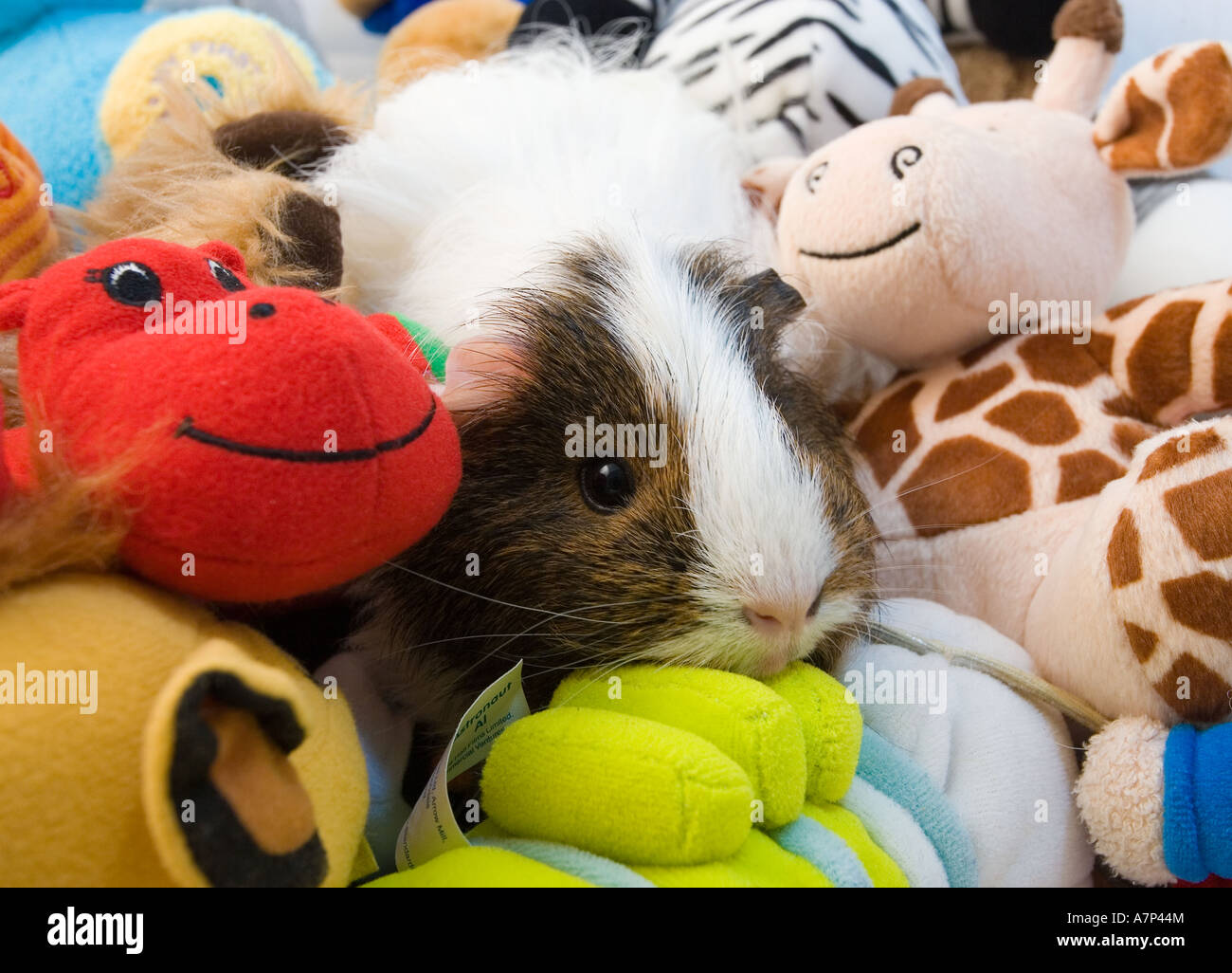 Guinea Pig unter den Spielwaren der Kinder lustig Stockfoto