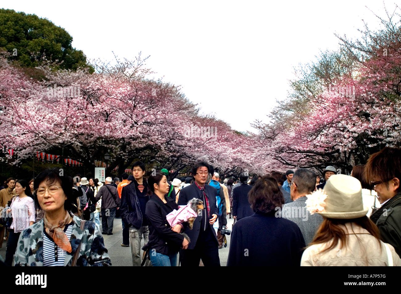 Tokyo Cherry Blossom Hanimi Frühling Japan anzeigen Stockfoto