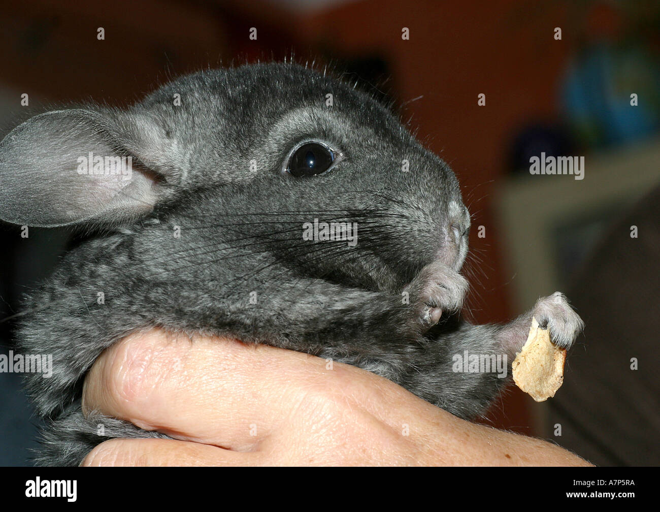 Long-tailed Chinchilla (Chinchilla Lanigera), Chinchilla auf menschliche hand Stockfoto